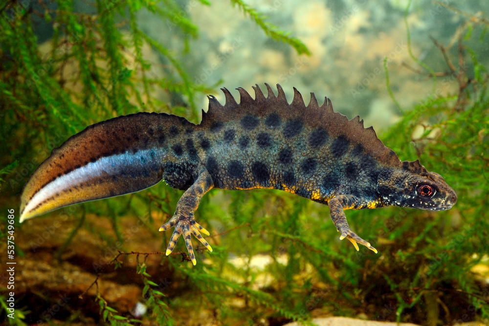 Italian crested newt - male under Water // männlicher Alpen-Kammmolch unter Wasser (Triturus carnifex) Italian crested newt - male under Water // männlicher Alpen-Kammmolch unter Wasser (Triturus carnifex)