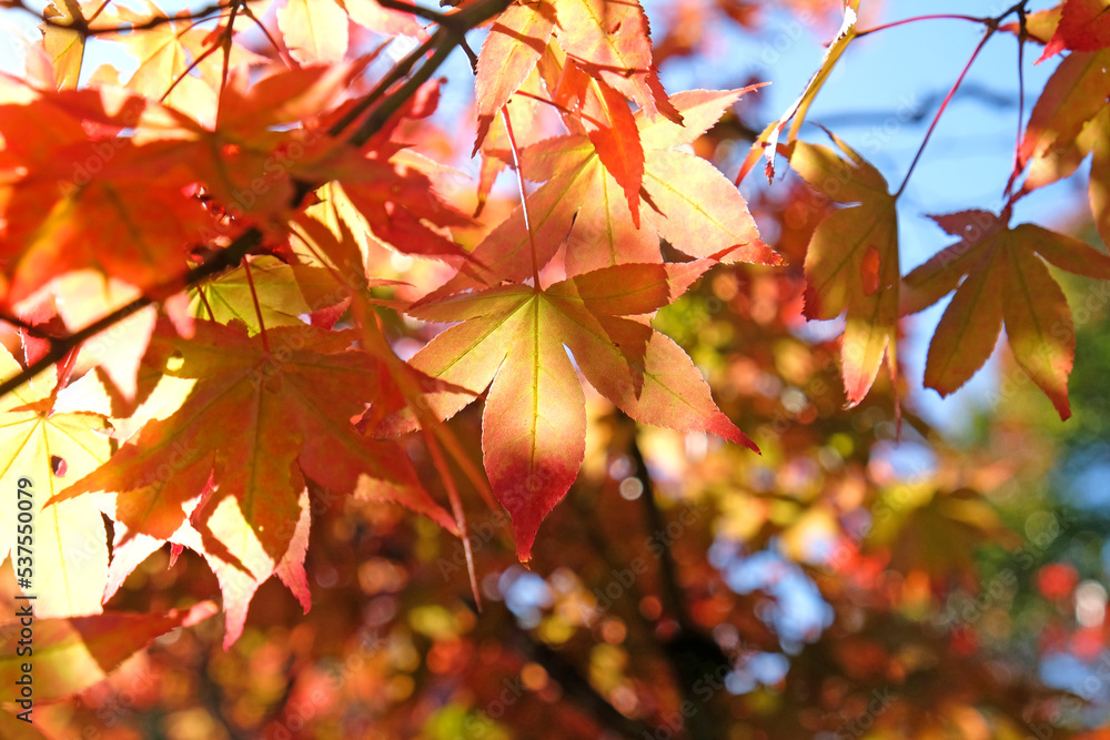 Japanese Acer leaves turning colour during the Autumn, Surrey, UK. Japanese Acer leaves turning colour during the Autumn, Surrey, UK.