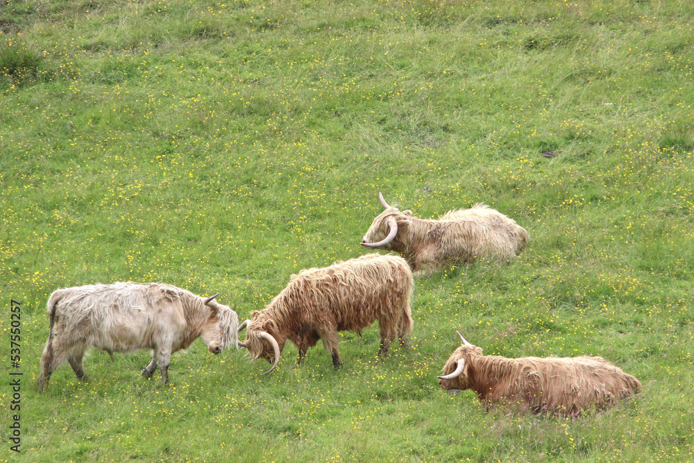 Highland cattle in a pasture, Scotland, United Kingdom Highland cattle in a pasture, Scotland, United Kingdom