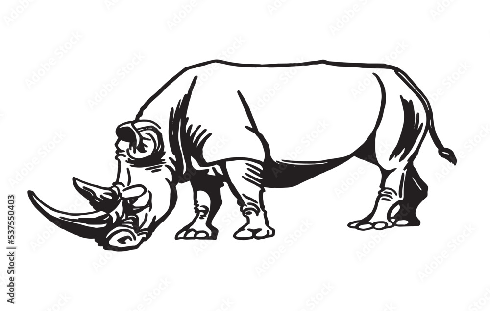 Vector illustration of rhino isolated on white background, graphics 
