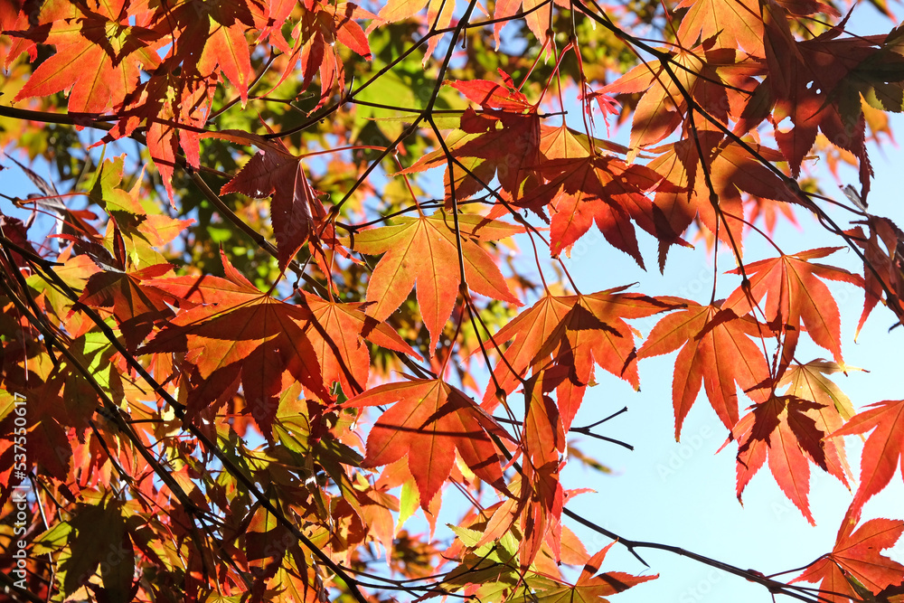 Japanese Acer leaves turning colour during the Autumn, Surrey, UK. Japanese Acer leaves turning colour during the Autumn, Surrey, UK.