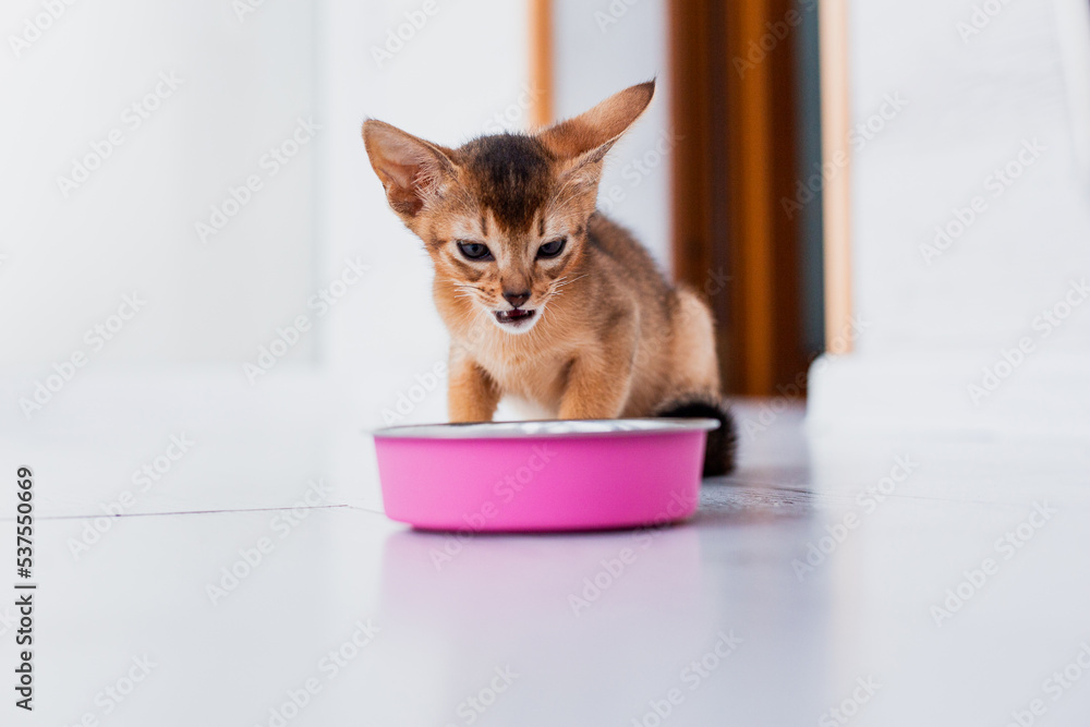 Adorable abyssinian kitty eats wet food on white wooden background. Cute purebred kitten on kitchen with pink plate. Cute purebred kitten going to eat.