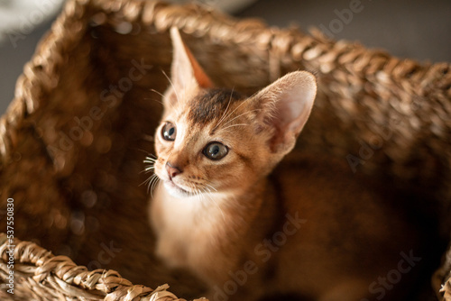 Portrait cute abyssinian red ginger kitten with big ears in wicker brown basket at home. Concept of happy adorable cat pets..