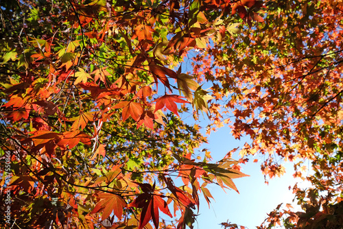 Japanese Acer leaves turning colour during the Autumn, Surrey, UK.