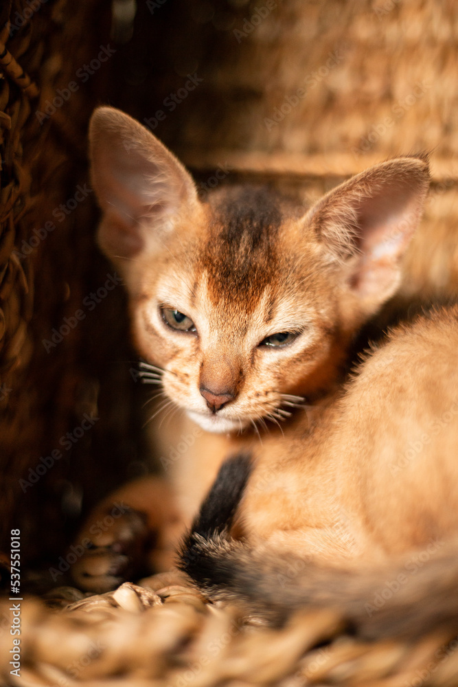 Small kitten cat of the Abyssinian breed sitting in bites wicker brown basket, looks up. Funny fur fluffy kitty at home. Cute pretty brown red pet pussycat with big ears.. Small kitten cat of the Abyssinian breed sitting in bites wicker brown basket, looks up. Funny fur fluffy kitty at home. Cute pretty brown red pet pussycat with big ears..