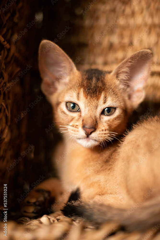 Small kitten cat of the Abyssinian breed sitting in bites wicker brown basket, looks up. Funny fur fluffy kitty at home. Cute pretty brown red pet pussycat with big ears.. Small kitten cat of the Abyssinian breed sitting in bites wicker brown basket, looks up. Funny fur fluffy kitty at home. Cute pretty brown red pet pussycat with big ears..