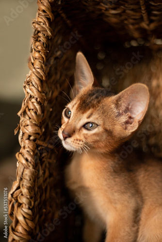 Small kitten cat of the Abyssinian breed sitting in bites wicker brown basket, looks up. Funny fur fluffy kitty at home. Cute pretty brown red pet pussycat with big ears..