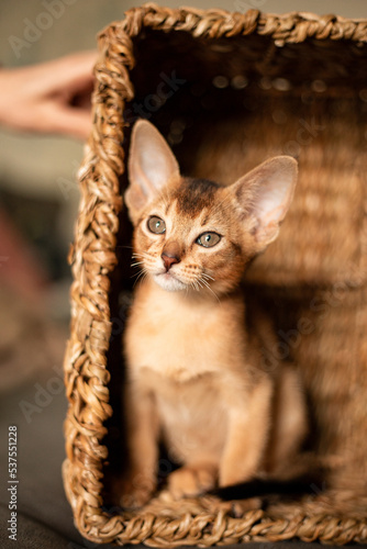 Small kitten cat of the Abyssinian breed sitting in bites wicker brown basket, looks up. Funny fur fluffy kitty at home. Cute pretty brown red pet pussycat with big ears.. © Тарас Белецкий