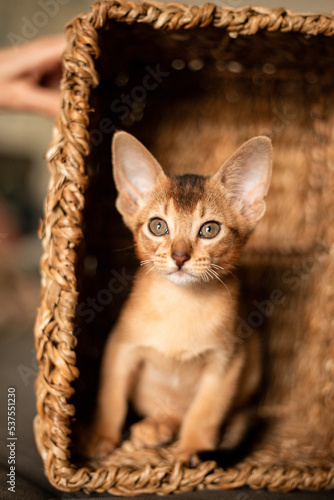Small kitten cat of the Abyssinian breed sitting in bites wicker brown basket, looks up. Funny fur fluffy kitty at home. Cute pretty brown red pet pussycat with big ears.. © Тарас Белецкий