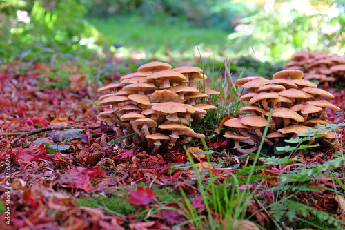 Honey Fungus growing among the leaf litter of the Japanese acres, Surrey, UK.