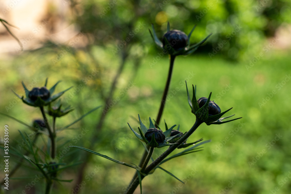 Silhouette de bourgeons