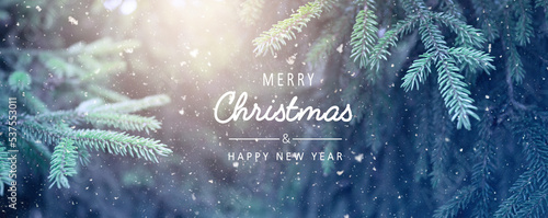 Christmas snowy fir tree branches close up. Christmas and winter concept.