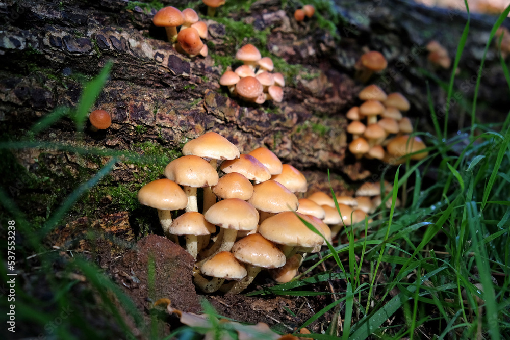Sulphur Tuft mushrooms growing on dead wood, Surrey, UK Sulphur Tuft mushrooms growing on dead wood, Surrey, UK