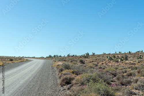 Landscape, with prickly pear cactusses, between Loxton and Fraserburg