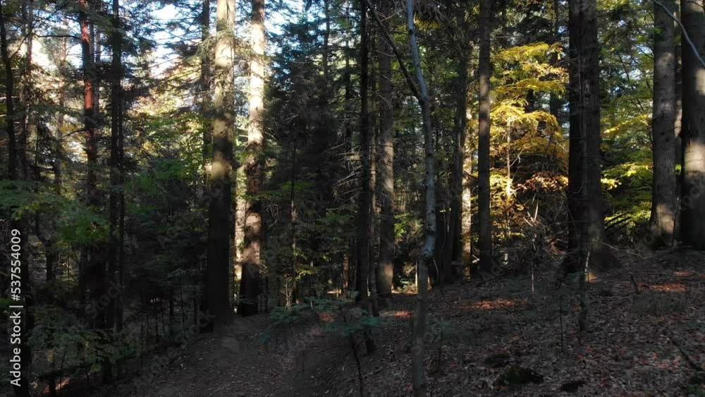 Trees in a dense forest Trees in a dense forest