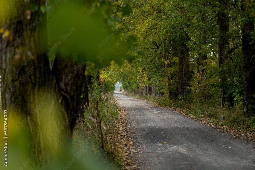road in the forest road in the forest