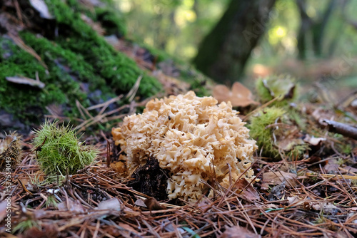 Cauliflower Fungus at the base of conifer trees, Surrey, UK