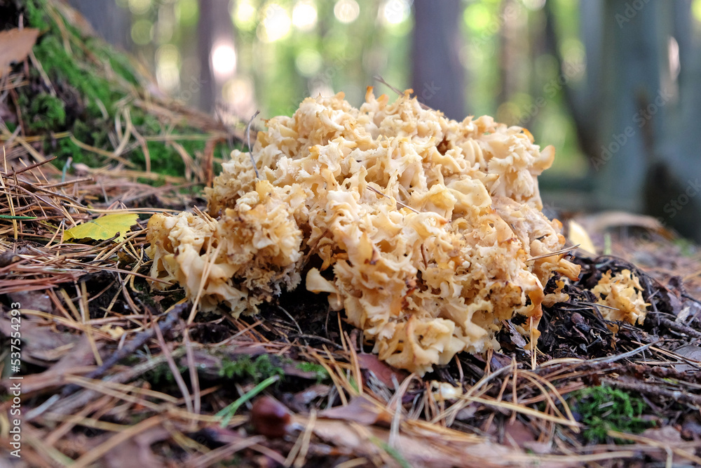Cauliflower Fungus at the base of conifer trees, Surrey, UK Cauliflower Fungus at the base of conifer trees, Surrey, UK