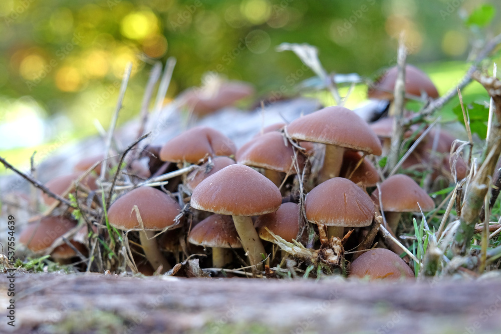 Common Rustgill mushrooms growing on dead wood, Surrey, UK. Common Rustgill mushrooms growing on dead wood, Surrey, UK.