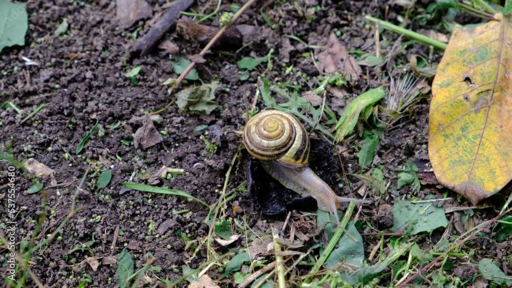 Grape snail on the ground and a wooden stump.
Slow snail with a shell. Terrestrial gastropod, slug outdoors in the wild Grape snail on the ground and a wooden stump.
Slow snail with a shell. Terrestrial gastropod, slug outdoors in the wild