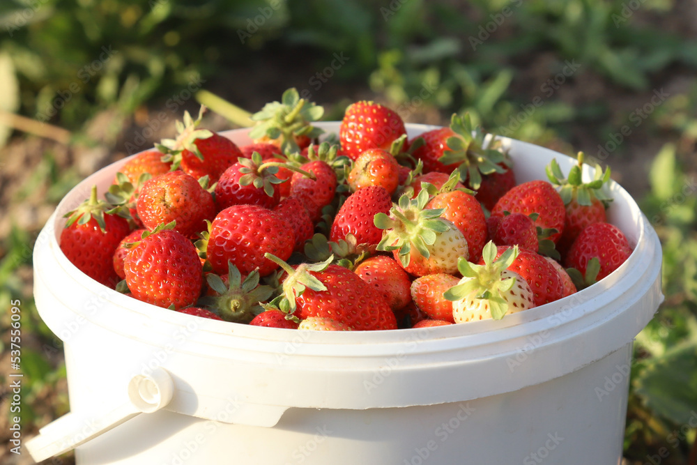 Strawberries in a white bucket against the background of beds in the garden Strawberries in a white bucket against the background of beds in the garden