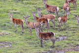 Wild Deer in Scotland