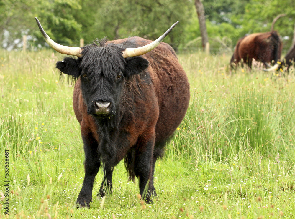 Highland cattle in ameadow in Scotland Highland cattle in ameadow in Scotland