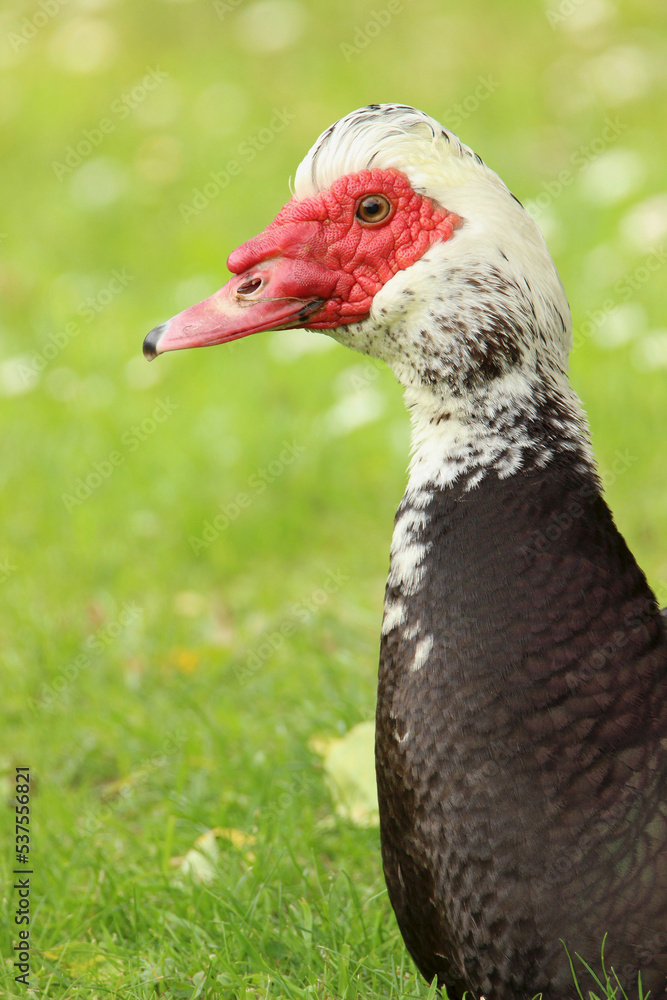 Muscovy Duck (Cairina moschata) in Scotland Muscovy Duck (Cairina moschata) in Scotland