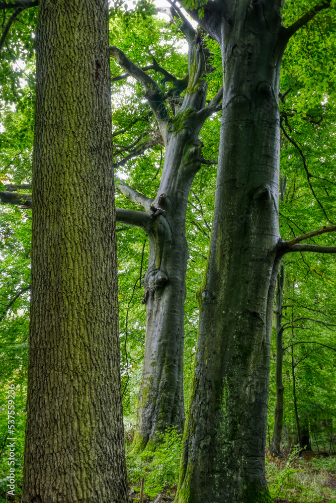 Fototapeta premium Drei Bäume im Wald in der Wahner Heide im Herbst