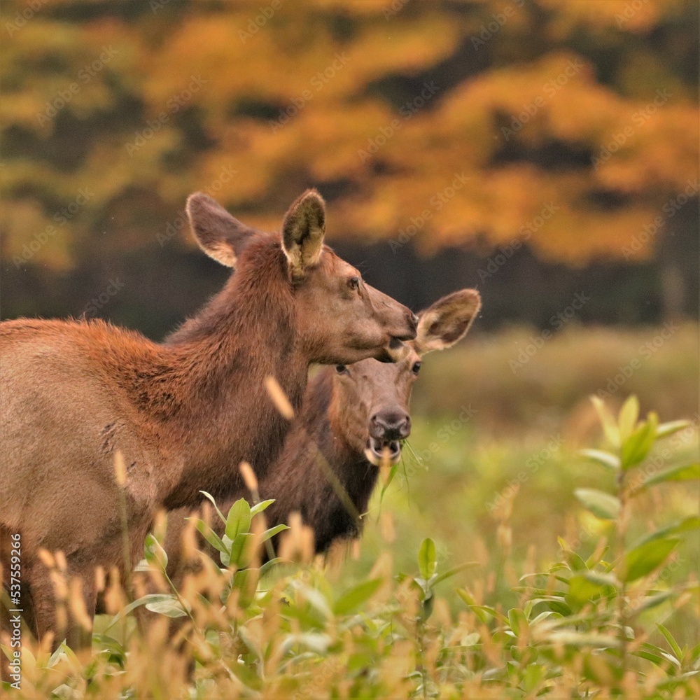 Two female elk cows with a serious case of the munchies or perhaps gossiping at Benezette PA