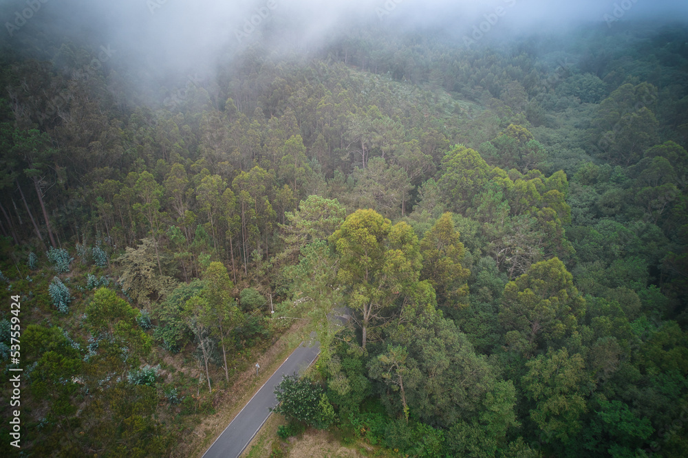 Vista paronímica de un bosque desde un drone con niebla de fondo