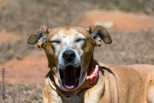 The senior female dog yawning while sunbathing on the grass. Animal world. pet lover. Animals defend. dog lover. Senior pet.