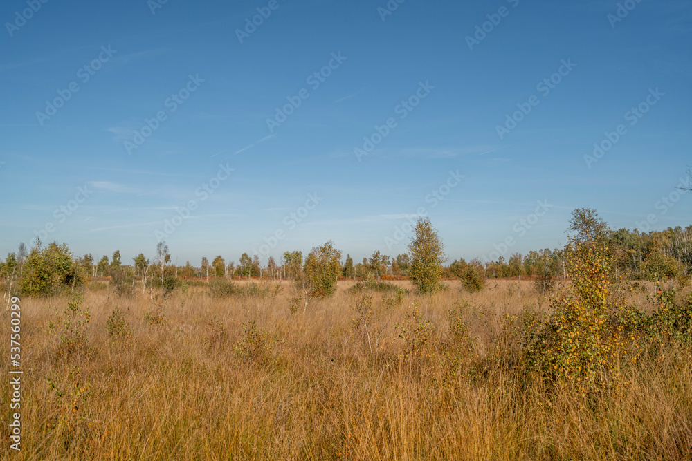 grass in the forest