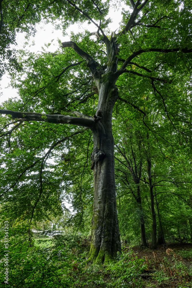 Naklejka premium Schöner alter Baum im Wald in der Wahner Heide im Herbst