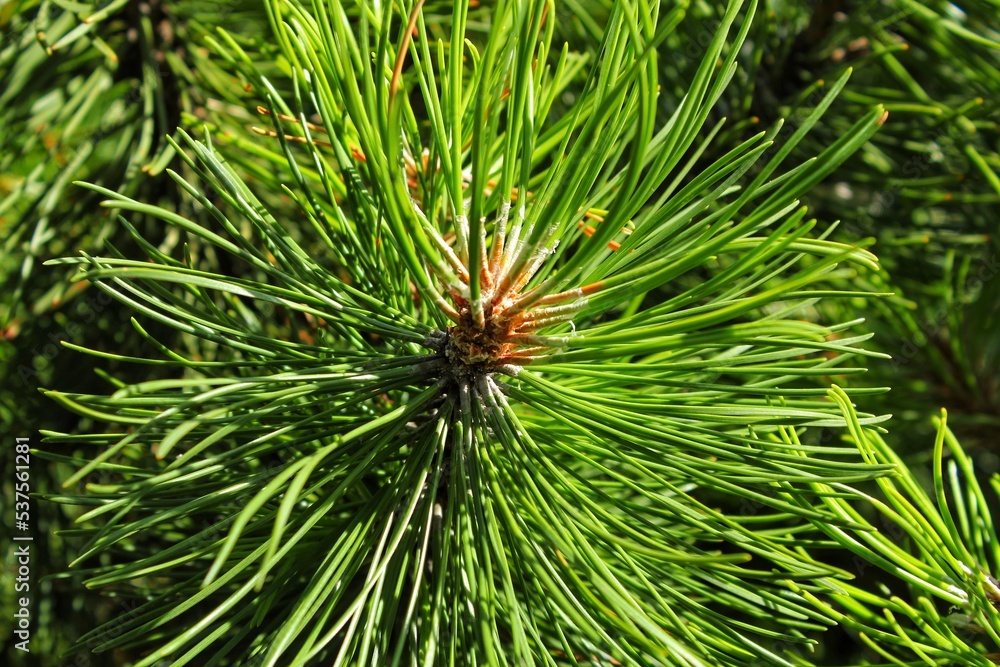 Mountain pine tree Pinus Mugo with buds, long branch and coniferous. Mughus pumilio cultivar dwarf in rock park. Composition pinaceae landscaping in japanese garden. Nature botanical concept. Close-up Mountain pine tree Pinus Mugo with buds, long branch and coniferous. Mughus pumilio cultivar dwarf in rock park. Composition pinaceae landscaping in japanese garden. Nature botanical concept. Close-up