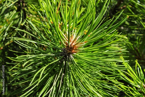 Mountain pine tree Pinus Mugo with buds, long branch and coniferous. Mughus pumilio cultivar dwarf in rock park. Composition pinaceae landscaping in japanese garden. Nature botanical concept. Close-up