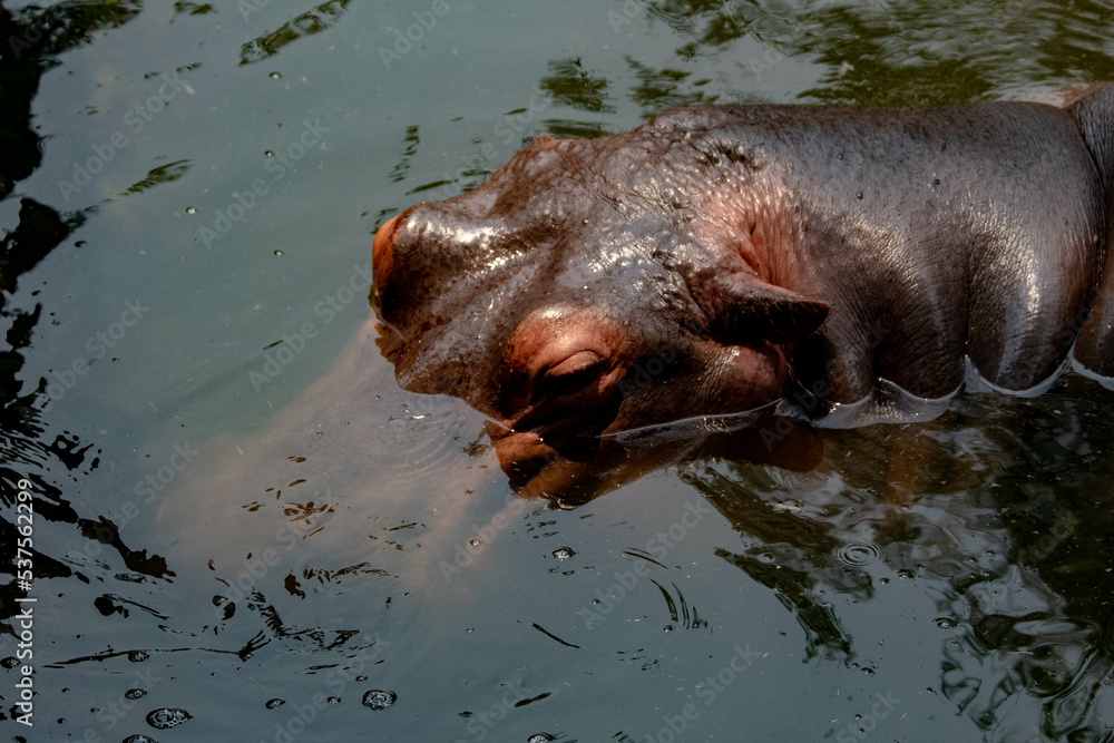 Fototapeta premium hippopotamus in water