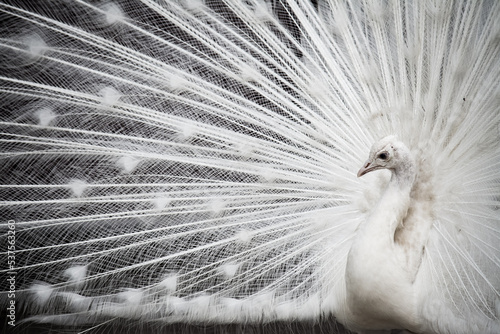 Fotografie white peacock with black background
