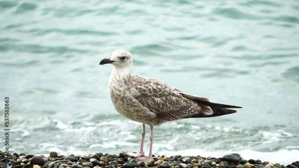 Seagull on the background of the sea close-up. A young seagull walks along the pebble beach and turns its head. Seagull on the background of the sea close-up. A young seagull walks along the pebble beach and turns its head.