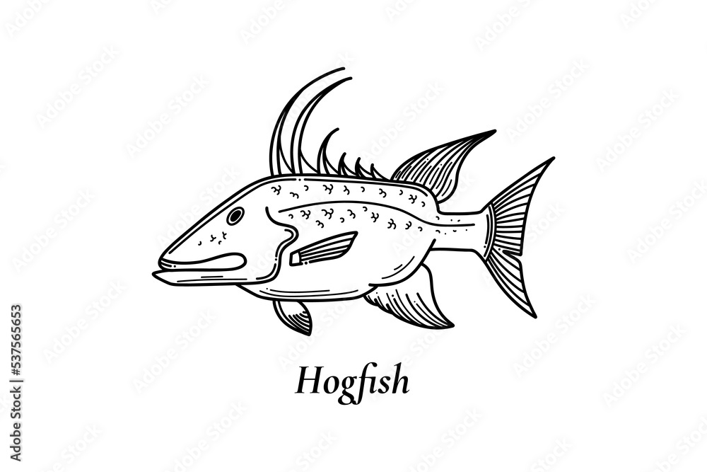 Hogfish vector illustration in sketch style great to use as your fishing activity Hogfish vector illustration in sketch style great to use as your fishing activity