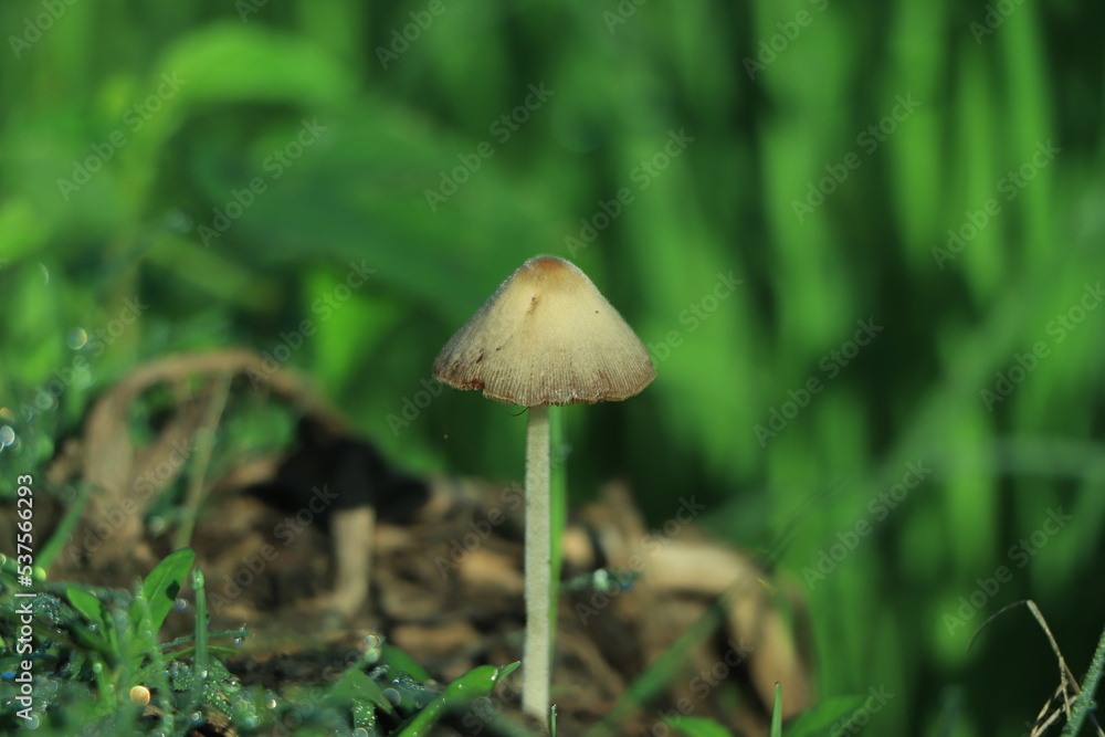 Good looking golden mushroom in winter morning light Good looking golden mushroom in winter morning light