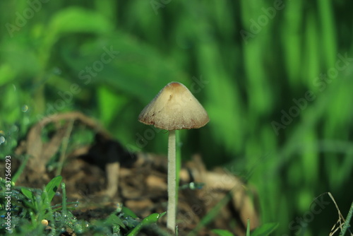 Good looking golden mushroom in winter morning light