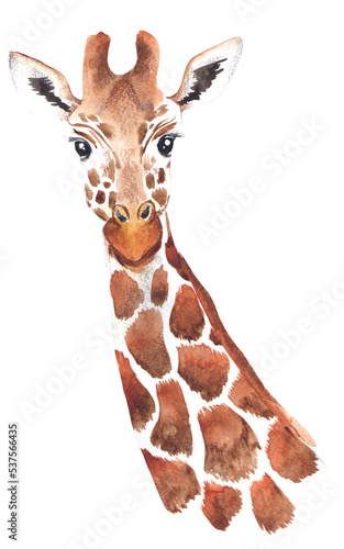 Photography Watercolor portrait of giraffe illustration isolated on transparent background