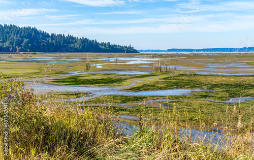 Washington Wetlands Landscape 7 photo