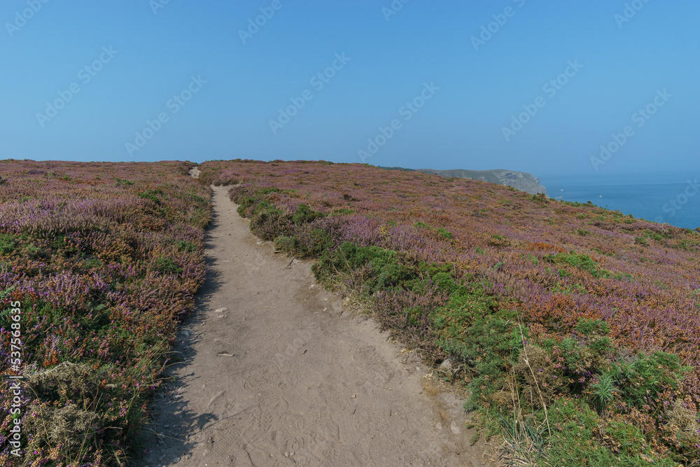 Hiking path at the Cote d'Amour leading to Cap Frehel Lighthouse through coastal landscape covered with heather on a hazy summer day, Brittany, France Hiking path at the Cote d'Amour leading to Cap Frehel Lighthouse through coastal landscape covered with heather on a hazy summer day, Brittany, France