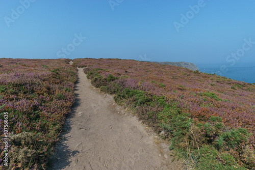 Hiking path at the Cote d Amour leading to Cap Frehel Lighthouse through coastal landscape covered with heather on a hazy summer day  Brittany  France
