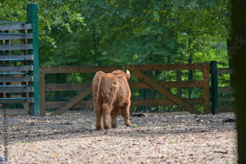 Wallpaper Mural Hochlandrinder Nachwuchs Wildpark in Schweinfurt Torontodigital.ca