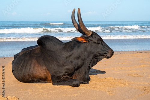 Domestic black cow on the beach in Goa, India photo