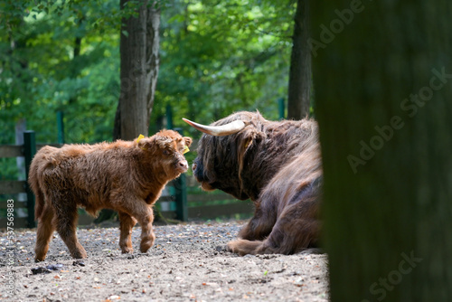 Hochlandrinder Nachwuchs mit Muttertier und Eltern im Wildpark in Schweinfurt