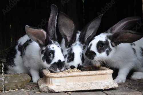 black and white rabbits breeding